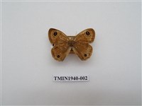 藏品(密紋波眼蝶)的圖片